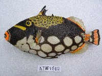 藏品(花斑擬鱗魨)的圖片